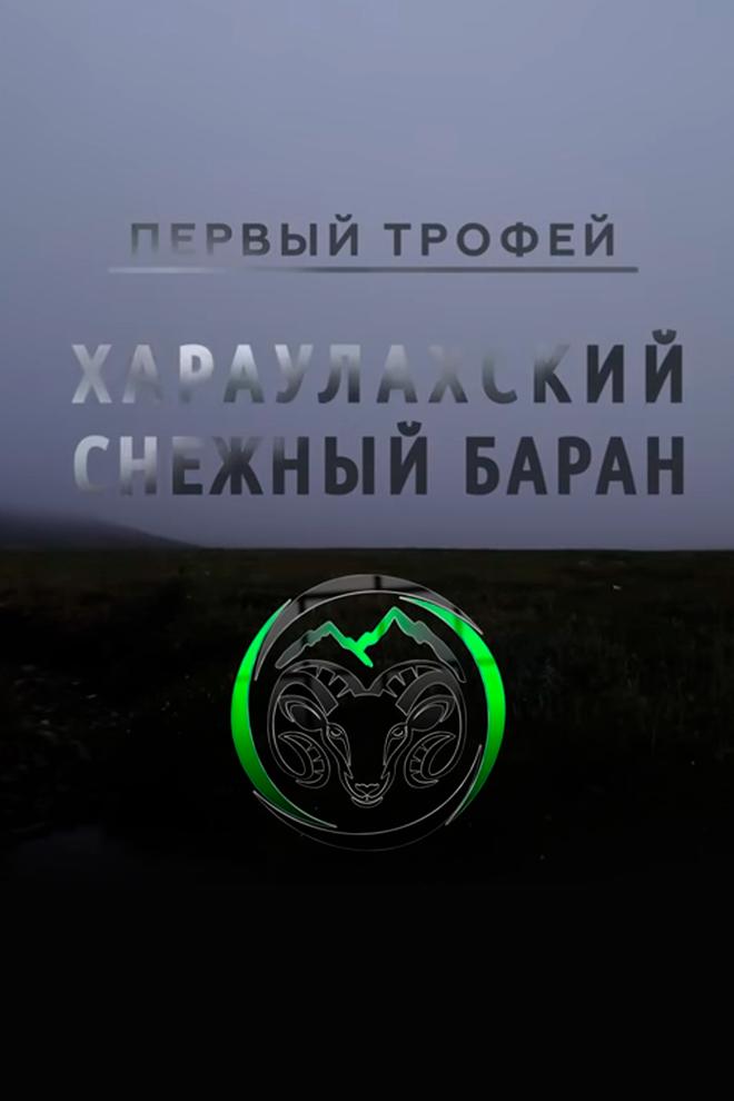 Первый трофей. Хараулахский снежный баран (pervyj-trofej-haraulahskij-snezhnyj-baran) Досуг, хобби