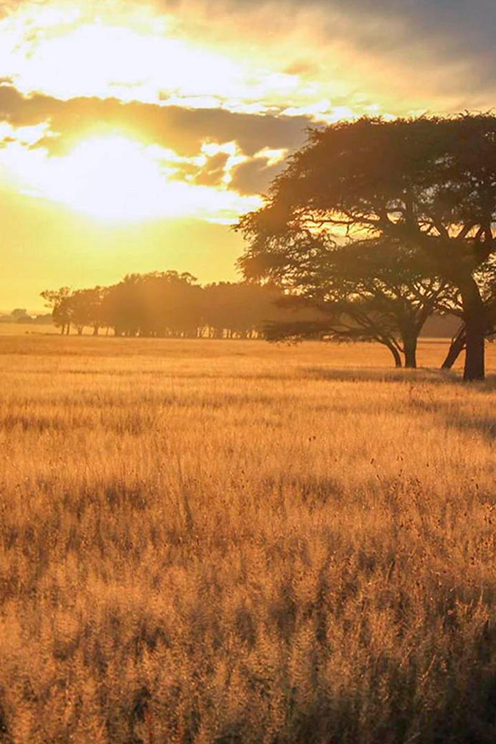 Das Gesetz der Serengeti (das-gesetz-der-serengeti) Документальный фильм