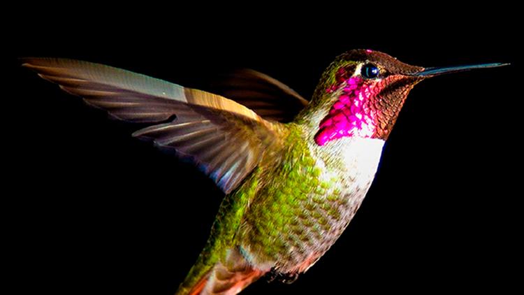 Постер Prodigieux colibris