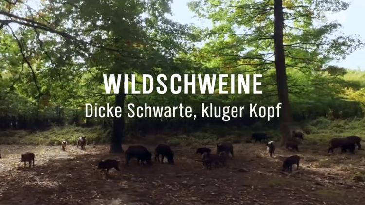 Постер Wildschweine