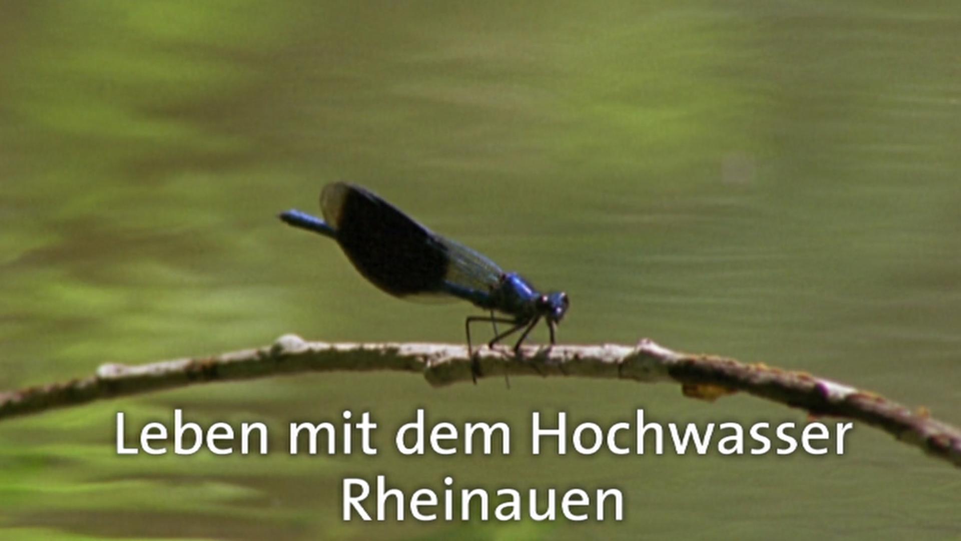 Hochwasser in den Rheinauen (hochwasser-in-den-rheinauen) Документальный фильм