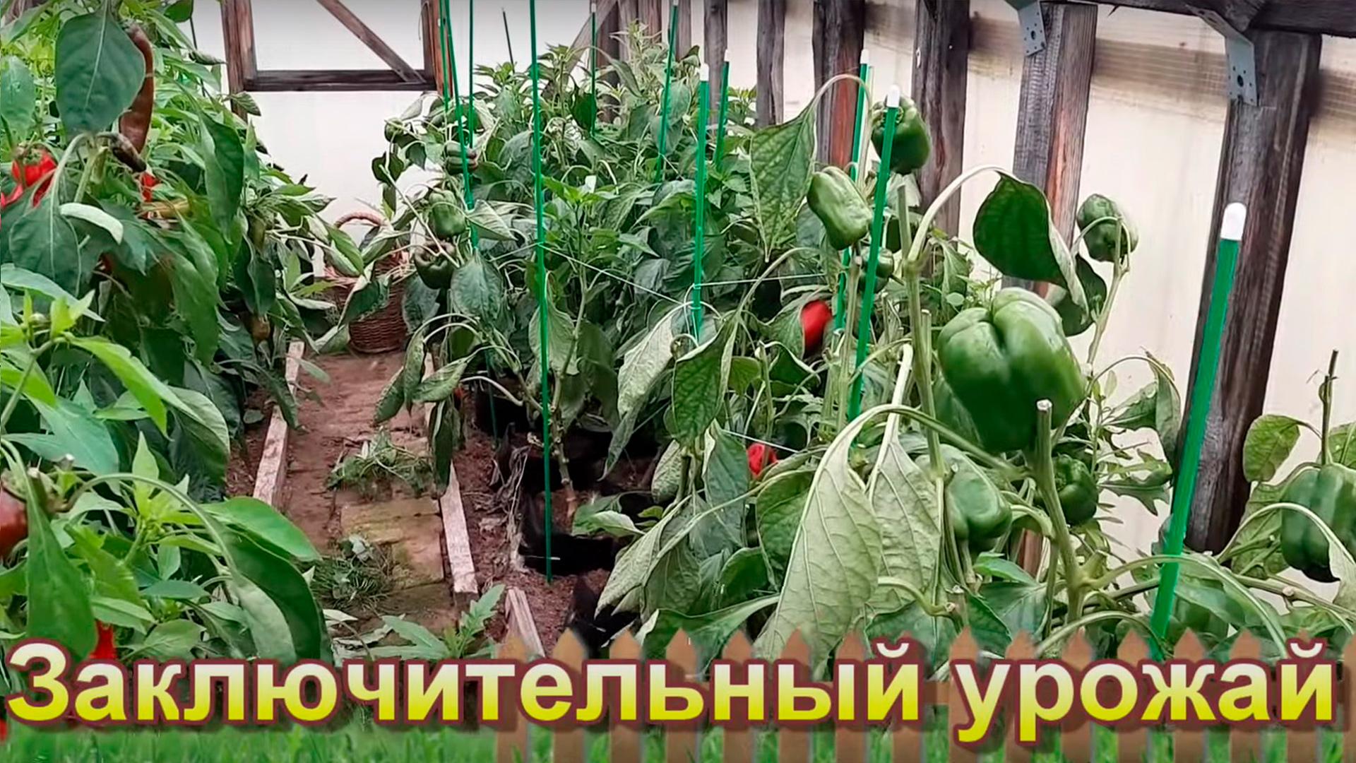 Заключительный урожай перцев (zakljuchitelnyj-urozhaj-pertsev) Досуг, хобби