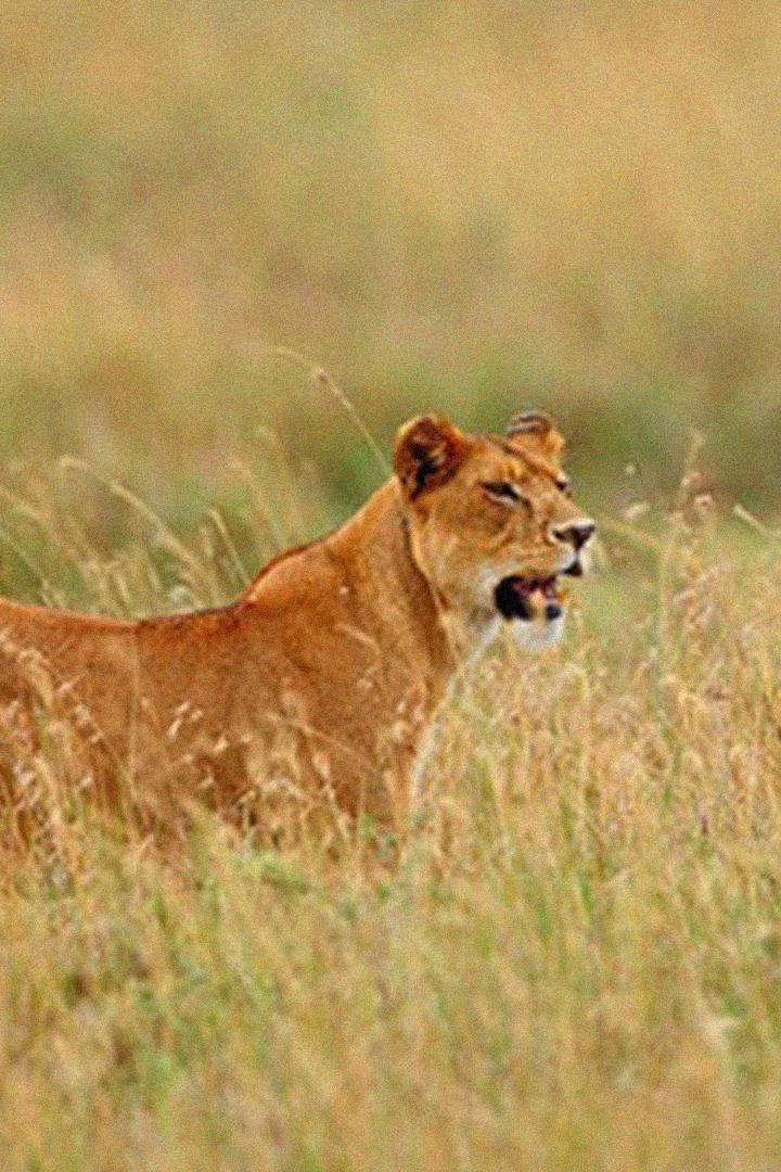 Die Katzen der Serengeti (die-katzen-der-serengeti) Документальный фильм