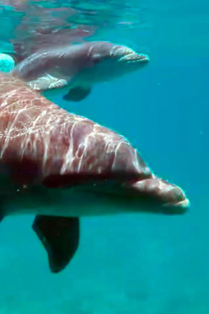 Curaçao, des dauphins thérapeutes (curaao-des-dauphins-thrapeutes) Документальный фильм