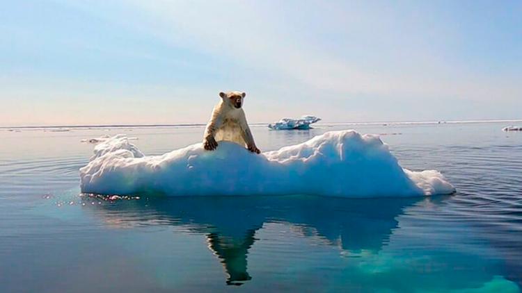 Постер L'homme qui aimait les ours