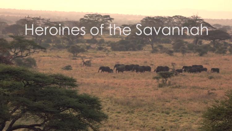 Постер Heroines of the savannah