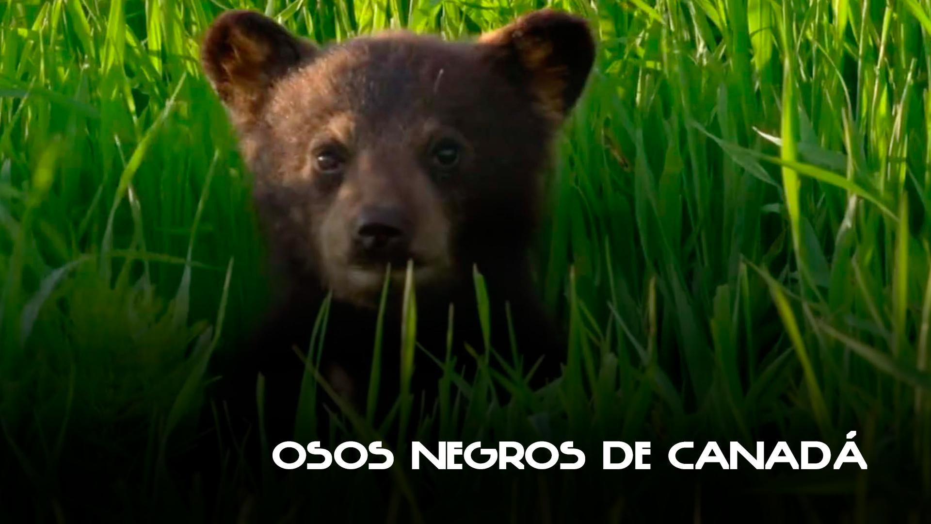 Osos negros de Canadá (osos-negros-de-canad) Документальный фильм