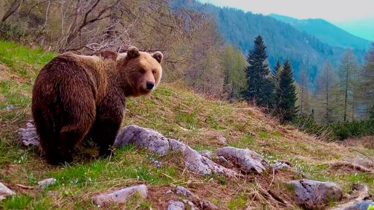 Постер Plötzlich Stille - Wildtiere in der Pandemie