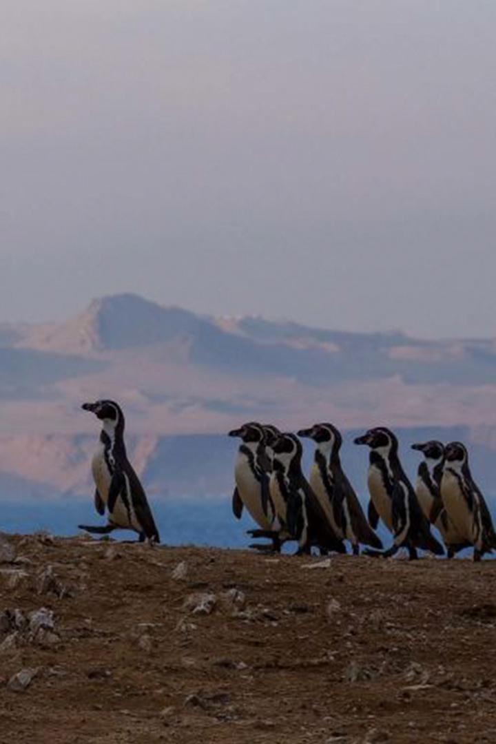 Wild Perú: La lucha por la vida (wild-per-la-lucha-por-la-vida) Документальный сериал