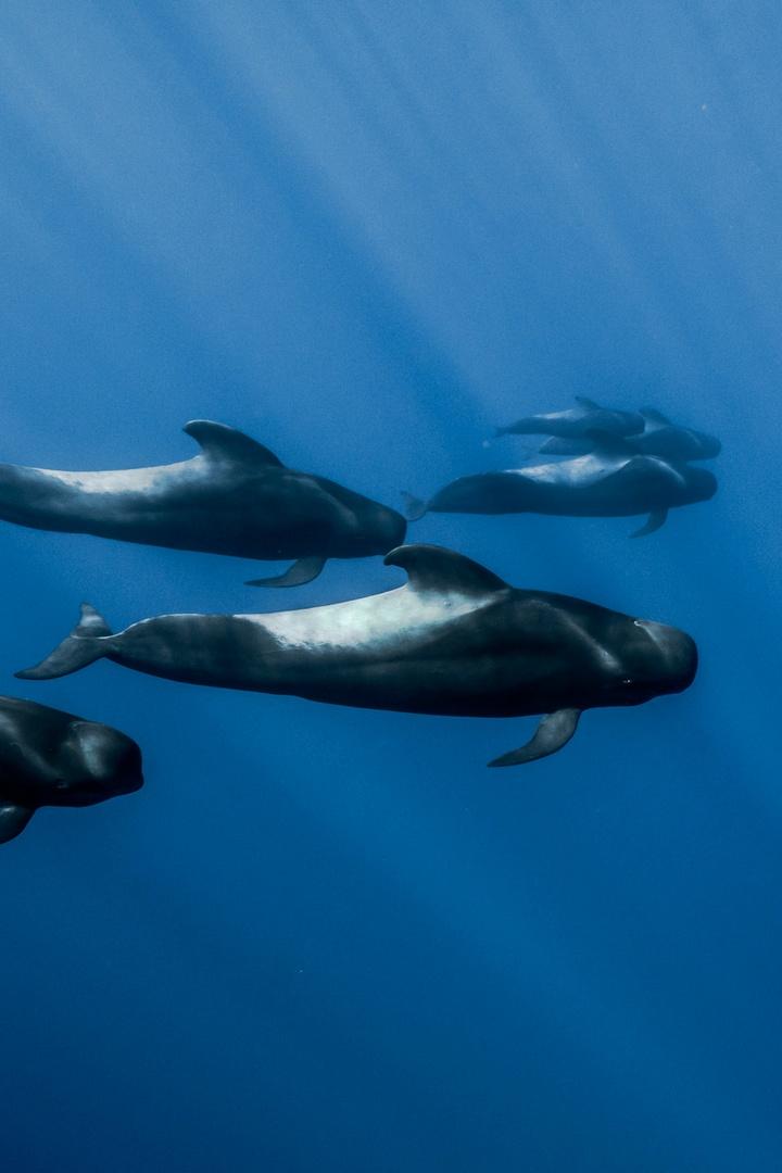 The Whales from the Azores - Profitable Deal (the-whales-from-the-azores-profitable-deal) Документальный фильм