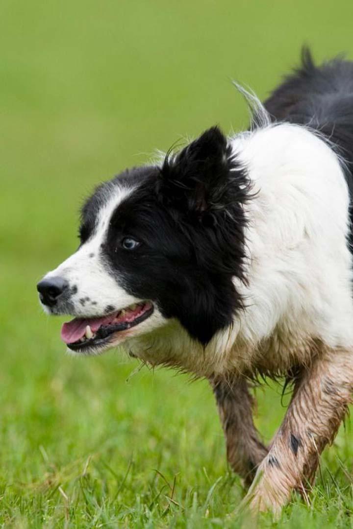 Best Sheepdogs from Wales (best-sheepdogs-from-wales) Документальный фильм