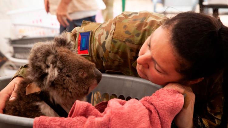 Постер Bushfire Animal Rescue