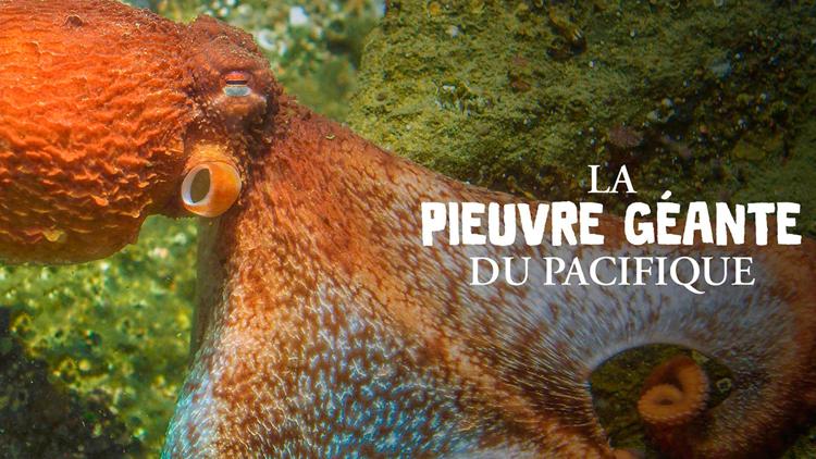 Постер La pieuvre géante du Pacifique