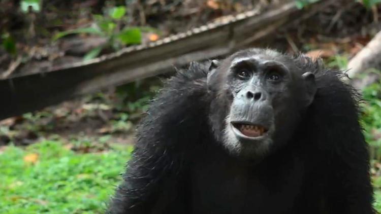 Постер Visages d'Afrique