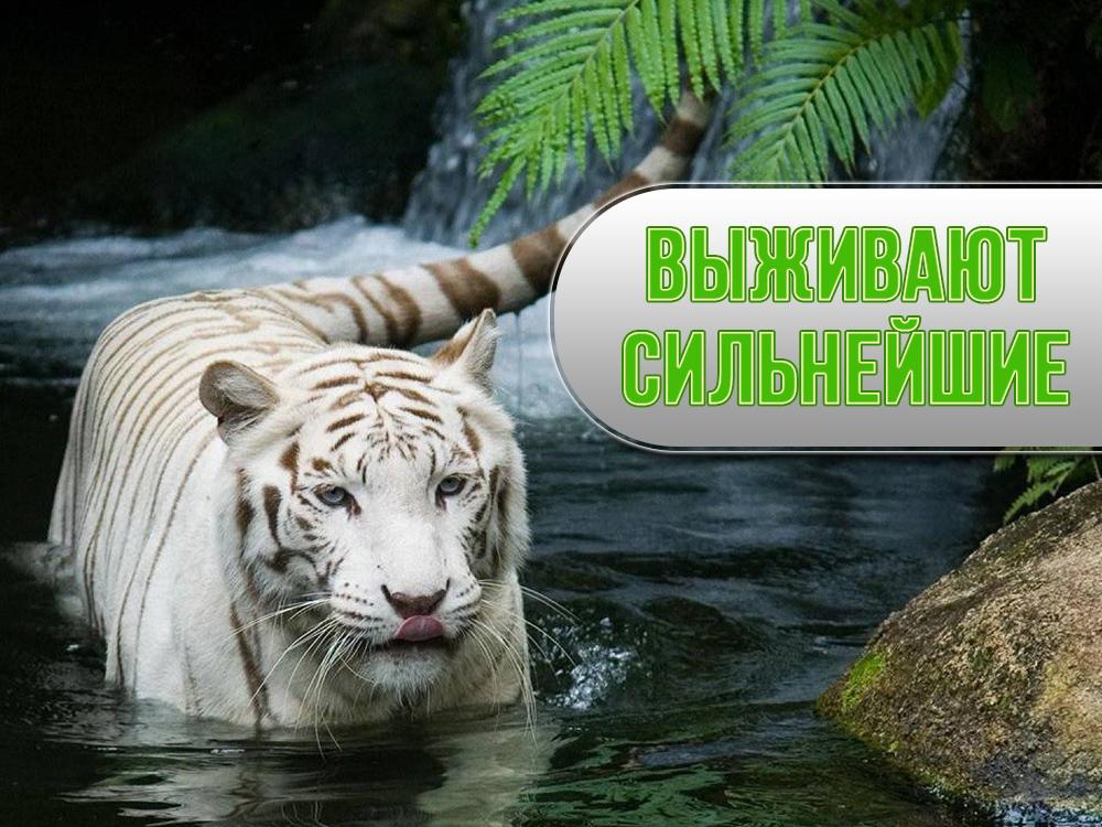 Выживают сильнейшие (vyzhivajut-silnejshie) Познавательное