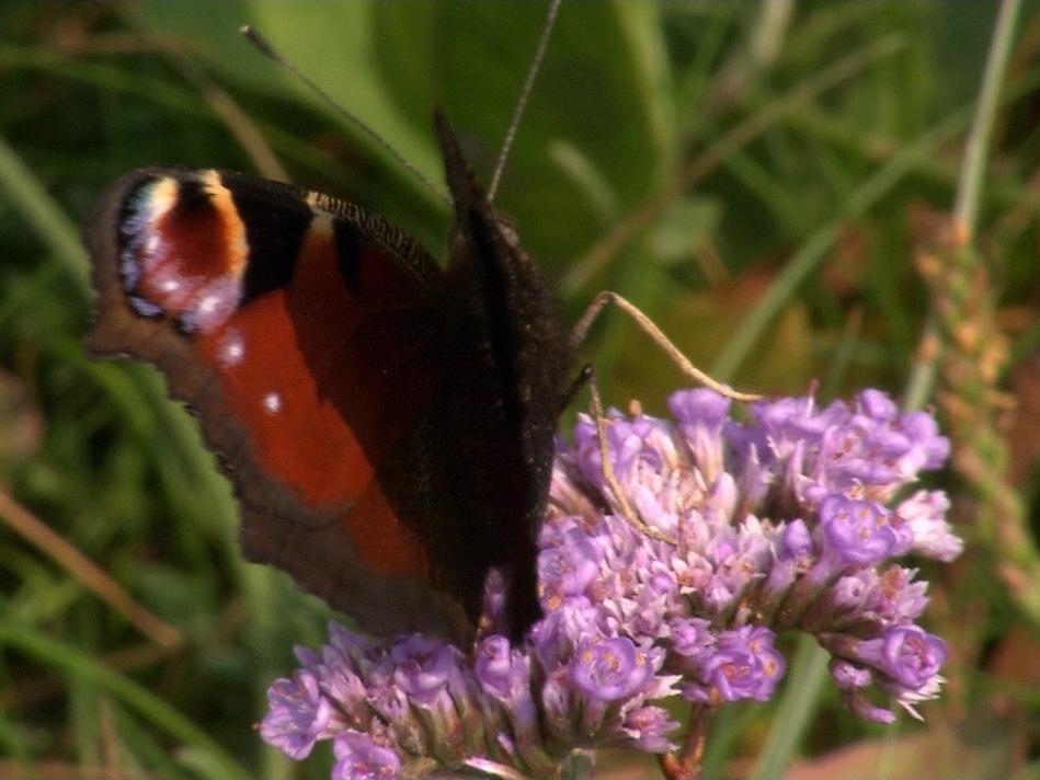 Дикая природа Германии (dikaja-priroda-germanii) Документальный сериал