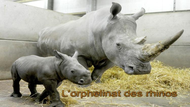 Постер L'orphelinat des rhinos