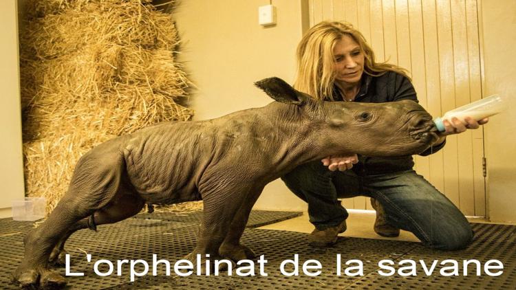 Постер L'orphelinat de la savane