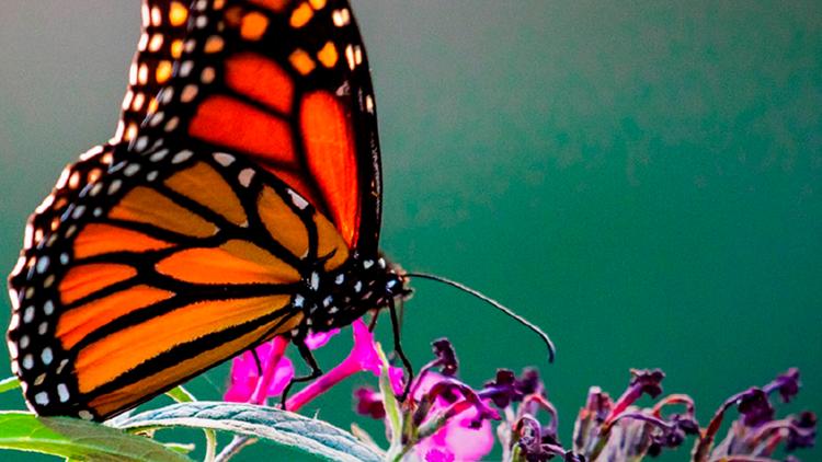 Постер Les papillons, ces super héros de la nature