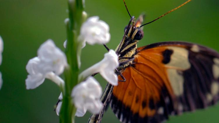 Постер Les papillons, ces super héros de la nature