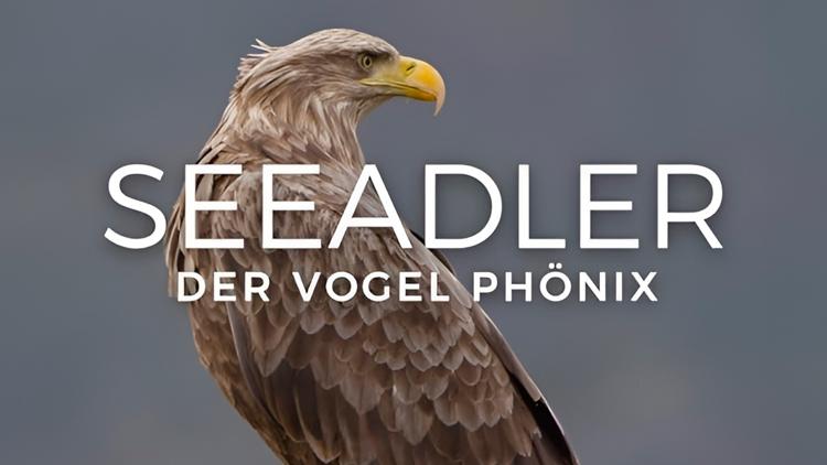 Постер Seeadler-Der Vogel Phönix