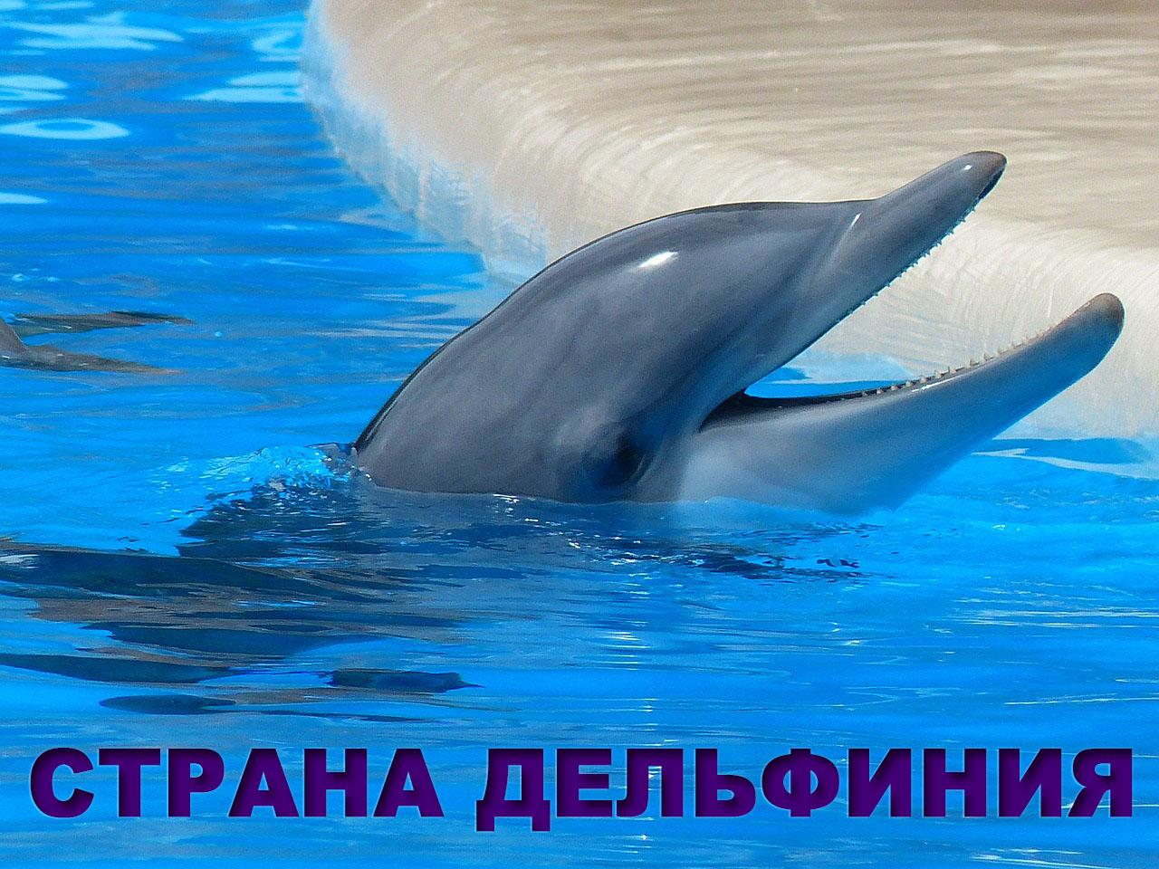 Страна Дельфиния (strana-delfinija) Документальный фильм