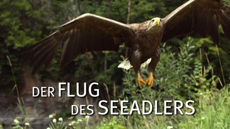 Постер Der Flug des Seeadlers