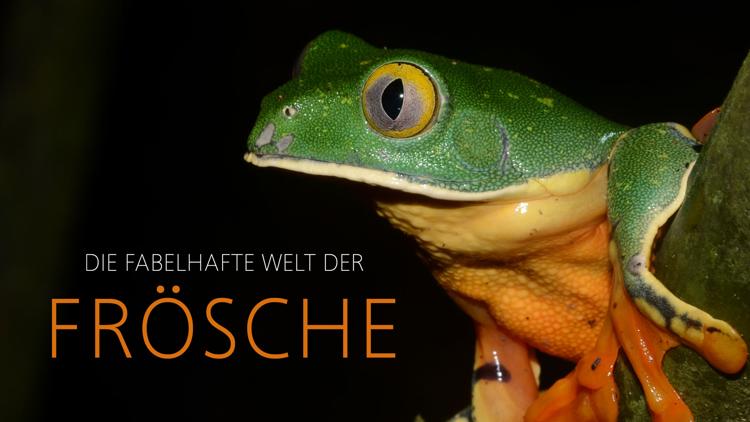 Постер Die fabelhafte Welt der Frösche