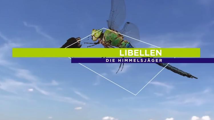 Постер Libellen — Die Himmelsjäger