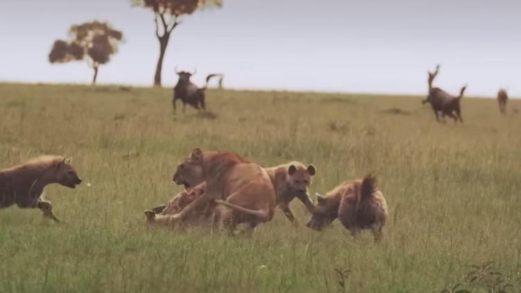 Постер Leones y hienas. Dueños de la muerte, guardianes de la vida