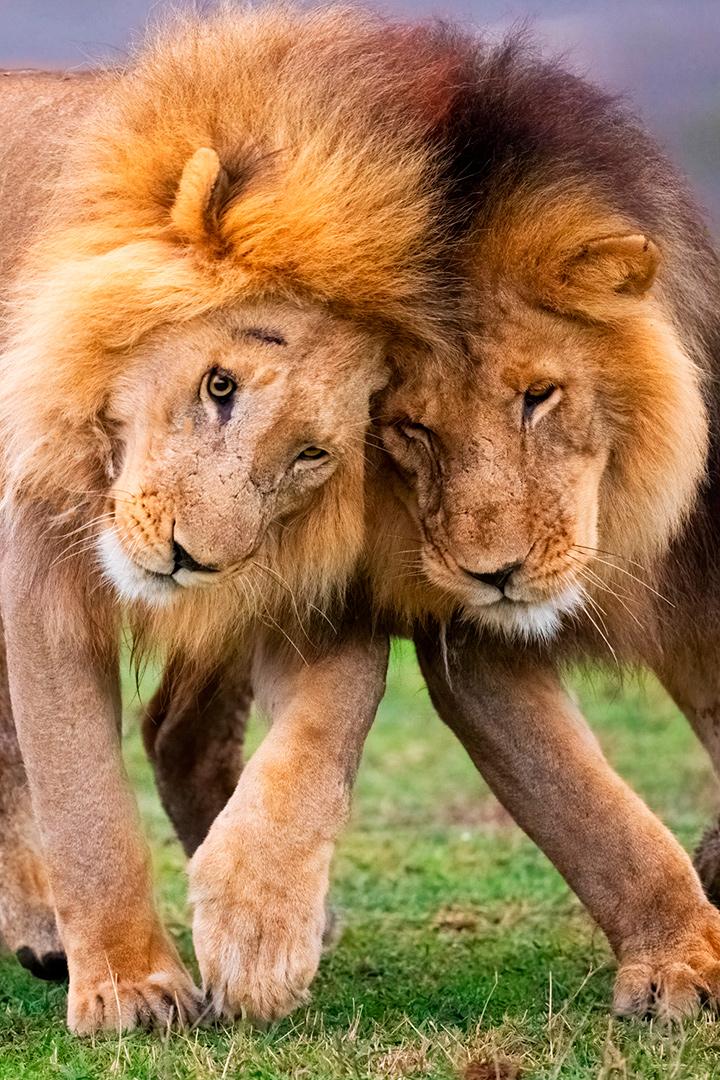 Un día en la naturaleza (un-da-en-la-naturaleza) Документальный сериал