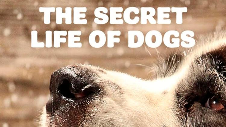 Постер Secret Life of Dogs