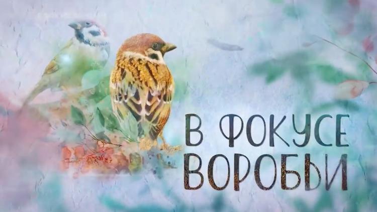 Постер В фокусе воробьи