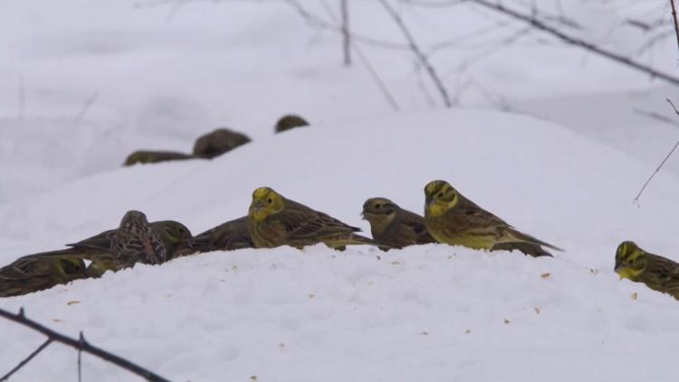 Постер В фокусе воробьи