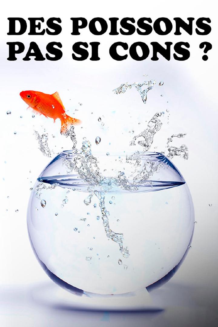 Des poissons pas si cons ? (des-poissons-pas-si-cons) Документальный фильм