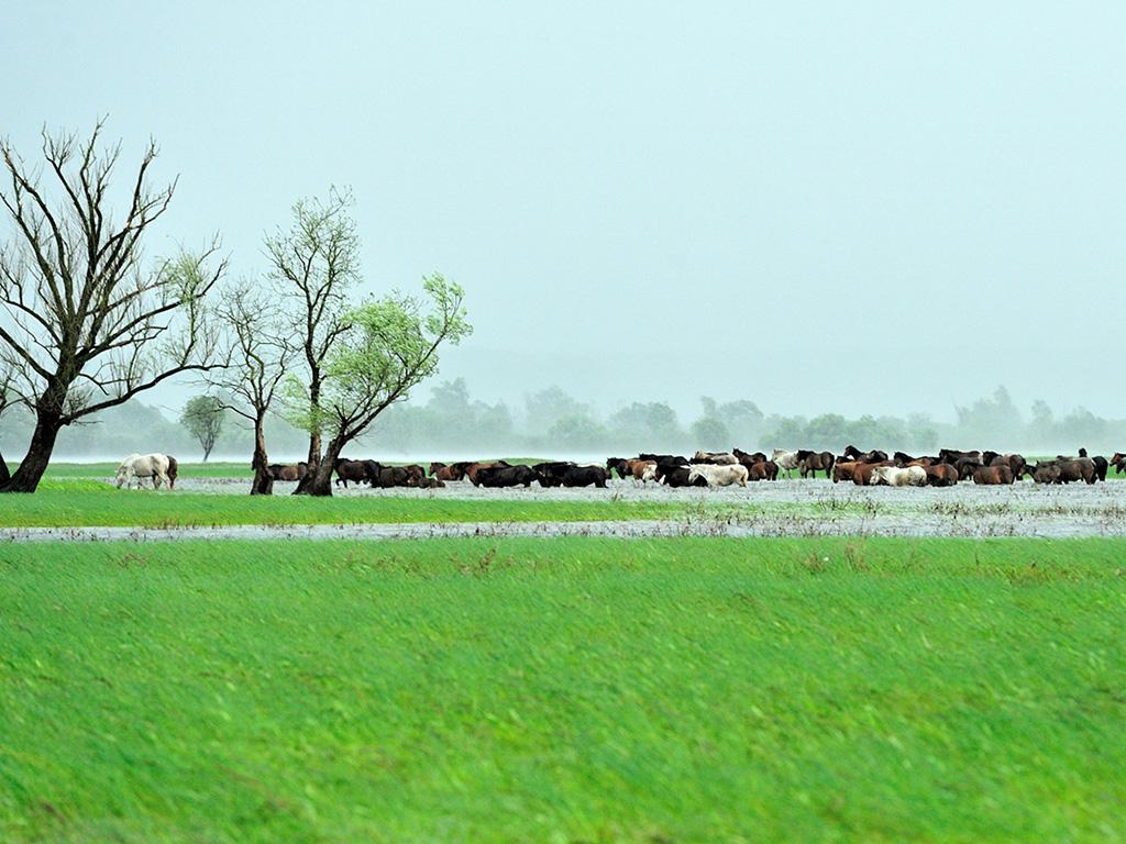 Заповедные речные ландшафты Хорватии (zapovednye-rechnye-landshafty-horvatii) Документальный фильм