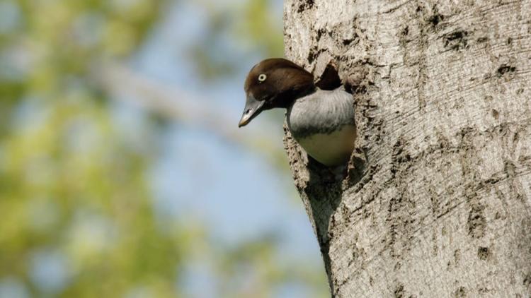 Постер Tausend Moore, hundert Seen und ein Wald - Naturwunder Schorfheide