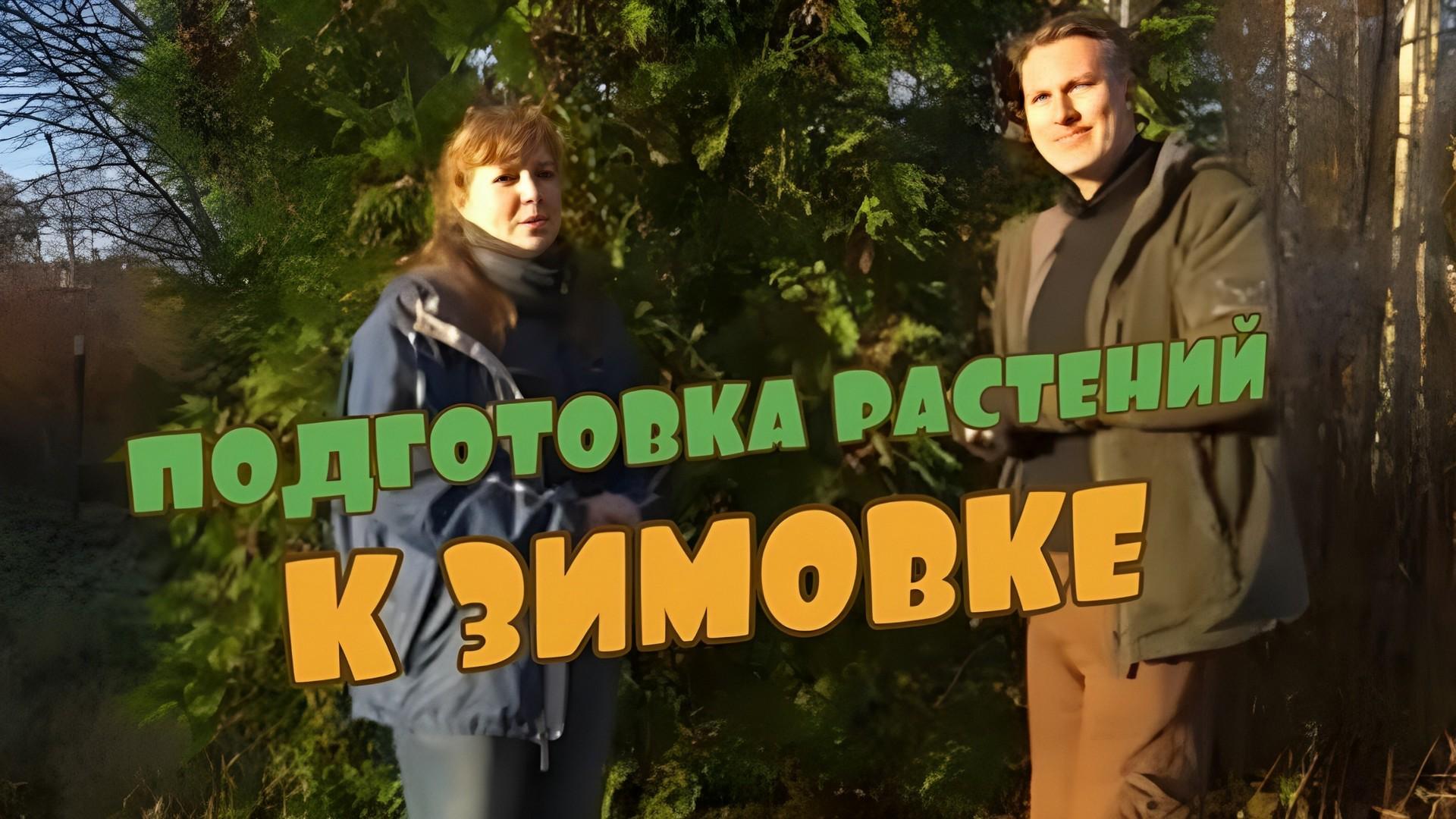 Пригибаем розы,окучиваем клематисы,обвязываем хвойные (prigibaem-rozyokuchivaem-klematisyobvjazyvaem-hvojnye) Досуг, хобби