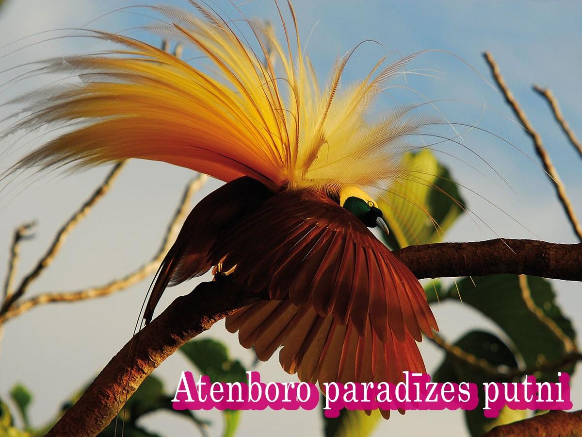Atenboro paradīzes putni (atenboro-paradzes-putni) Документальный фильм