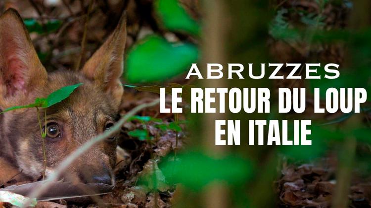 Постер Abruzzes : Le retour du loup au coeur de l'Italie