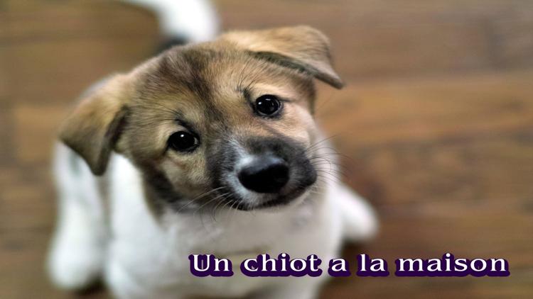 Постер Un chiot à la maison