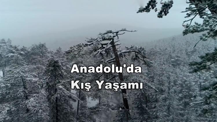 Постер Anadolu'da Kış Yaşamı