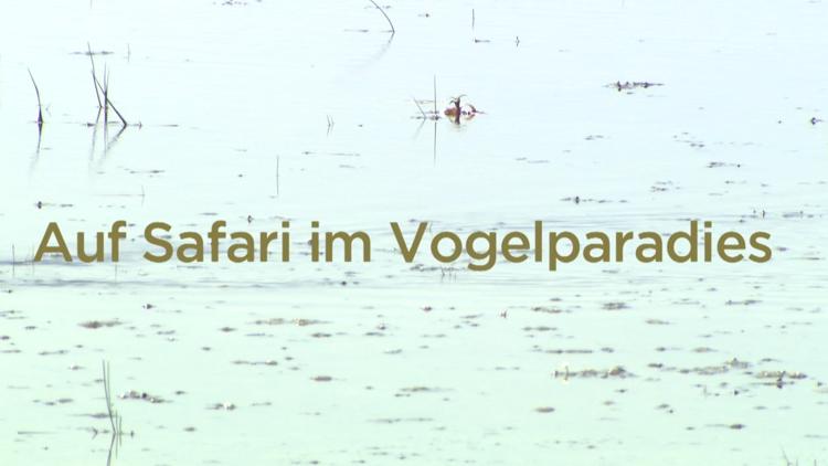 Постер Auf Safari im Vogelparadies