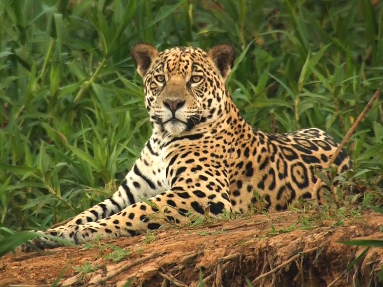Неуловимая кошка (neulovimaja-koshka) Документальный фильм