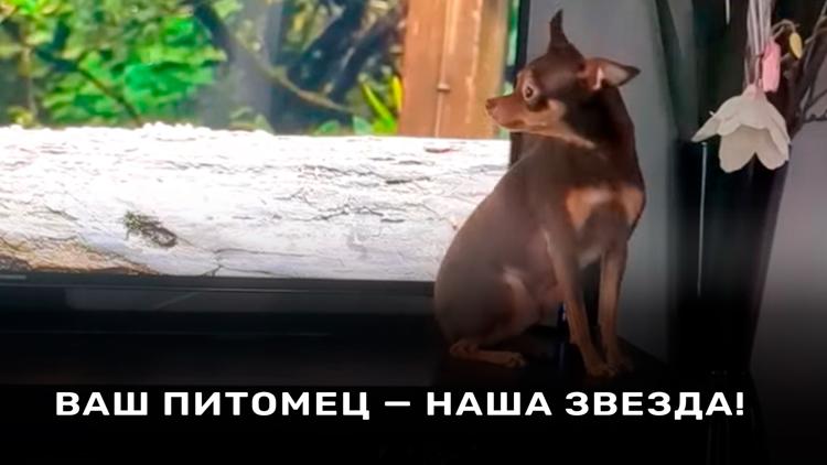 Постер Ваш питомец — наша звезда!