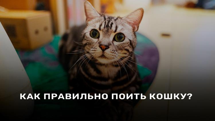 Постер Как правильно поить кошку?