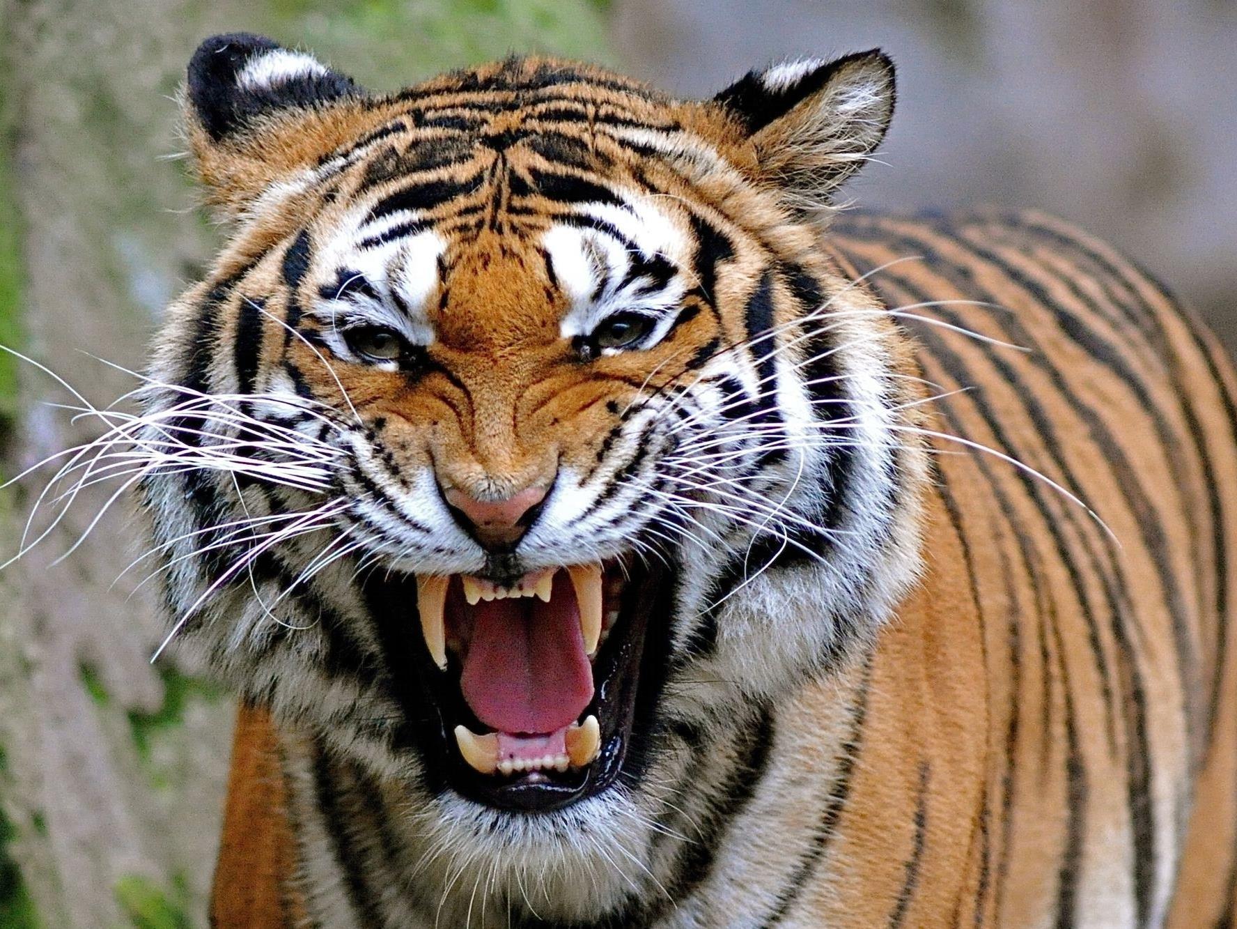 Последний тигр Суматры (poslednij-tigr-sumatry) Документальный фильм