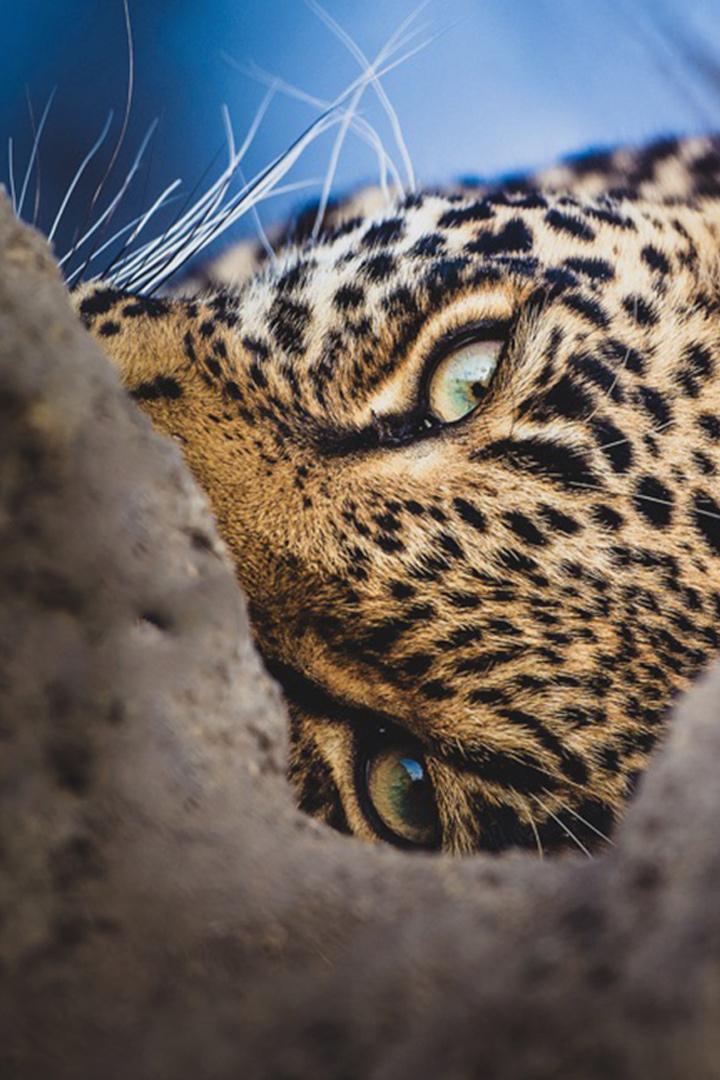 Afrikas wilde Wunderwelt (afrikas-wilde-wunderwelt) Познавательное