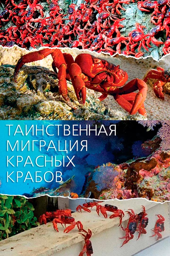 Таинственная миграция красных крабов (tainstvennaja-migratsija-krasnyh-krabov) Документальный сериал