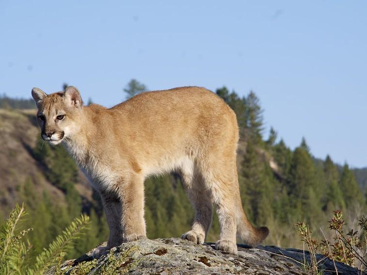 Дикий Запад (dikij-zapad) Документальный сериал